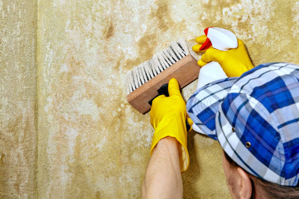 Best Mold Remediation for Healthcare Facilities  in North Bay Village, FL